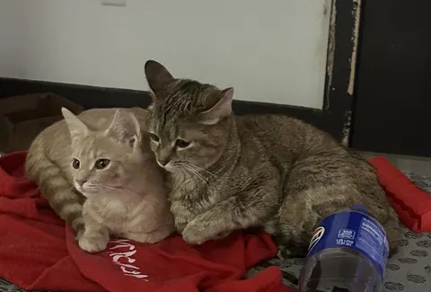 I’m shocked at how different my cat is now after being spayed/neutered…