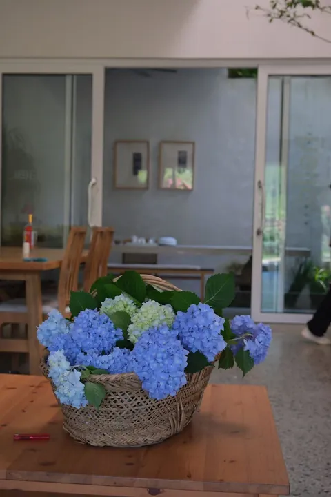 My Mother's Hydrangeas in the Chinese Countryside