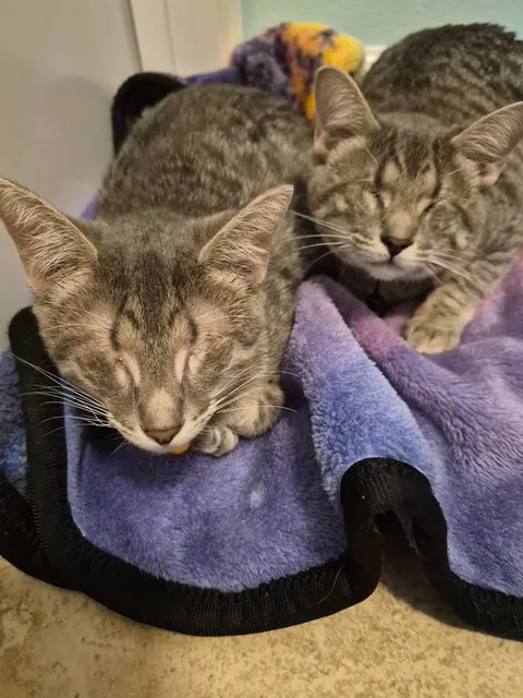 We adopted these eyeless cats and we are in love ❤️