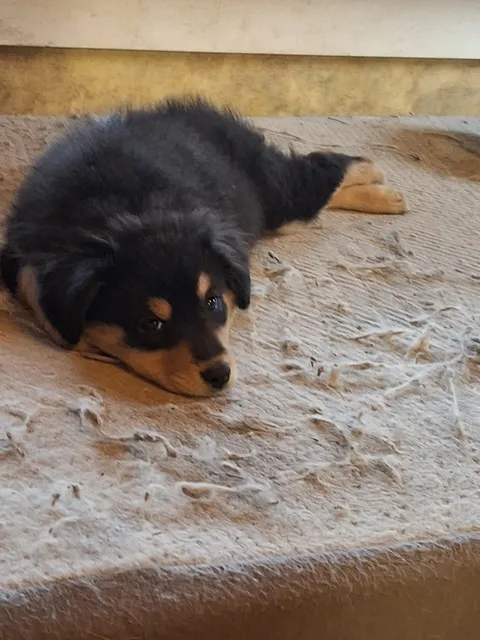 What a sophisticated Potatoe 