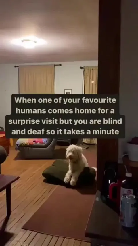 When your favourite human comes home