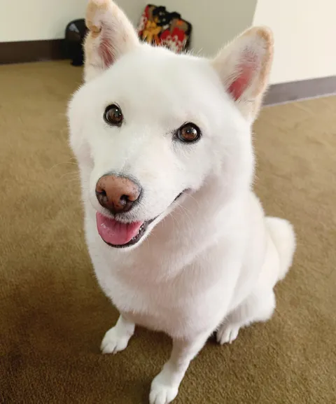 My baby had to stay in the kennels for a month. You can see how happy her face is when we brought her home