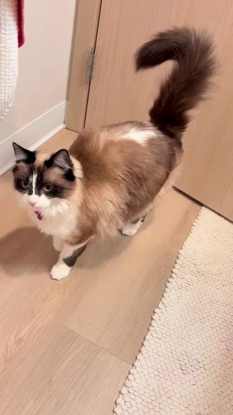 Why does my cat shake its tail like this?