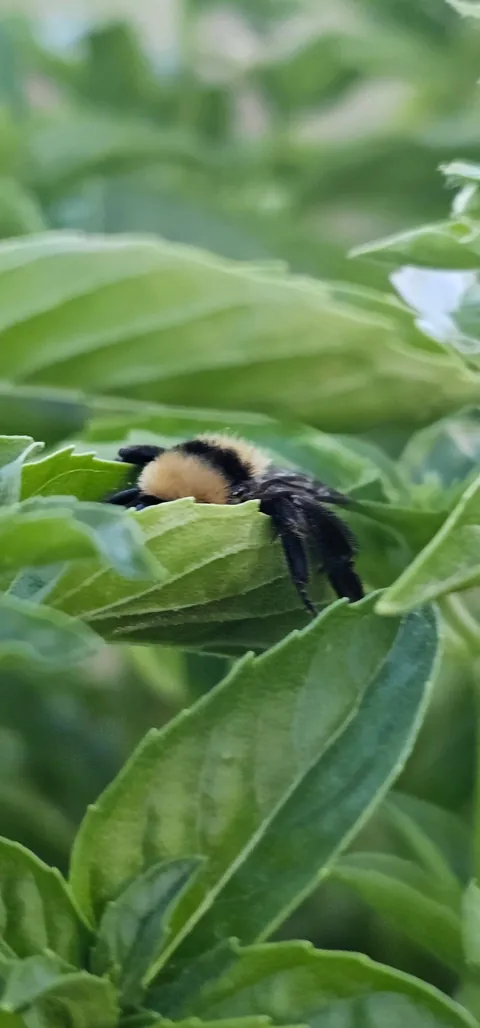 Naps in the basil are the best!