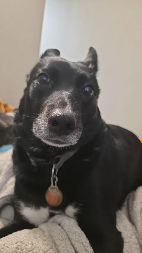 Anubis is the most attentive doggo secretary ever! Went to the ER and she was like this the whole day!