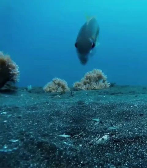 🔥Bream work together to blow water at bobbit worms, a behavior called "mobbing" - this coordinated effort helps to expose the worm, potentially driving it away from the area