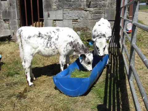 Here are a bunch of pictures of Custard and Cream hanging out with each other! These girls are always together.