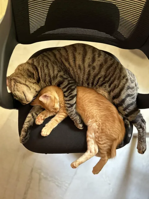 My tabby cat and recently adopted orange kitten