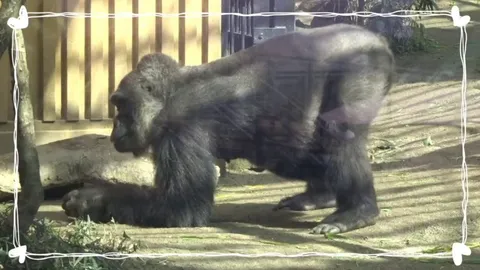 Genki, the Gorilla known for breaking out her special dance routine every time she's feeling frisky, was recently announced to be pregnant, proving once again that her method works. A few days ago she celebrated her 39th birthday(gorillas typicaly lose interest in mating by their mid 30's)