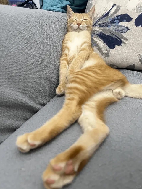 whose kitten sleep like this? 🤣