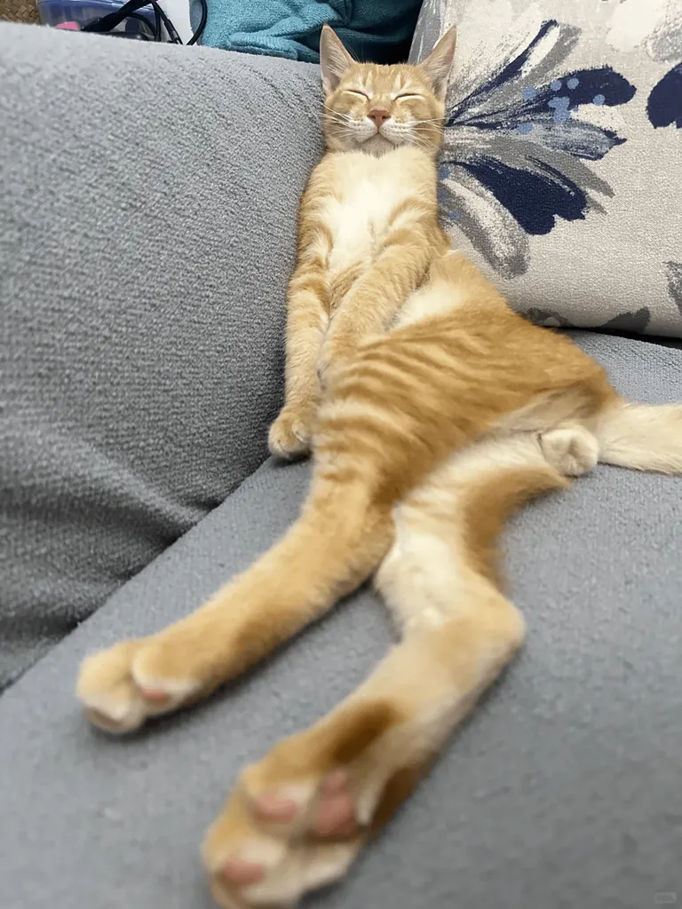 whose kitten sleep like this? 🤣