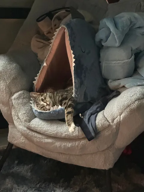 How do I explain that declawing is inhumane to my family