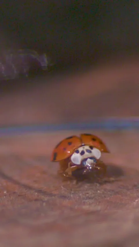 Here is what a ladybug taking off looks like in slow motion