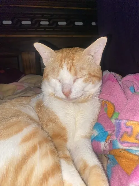 The day I rescued him from under a car vs. he now