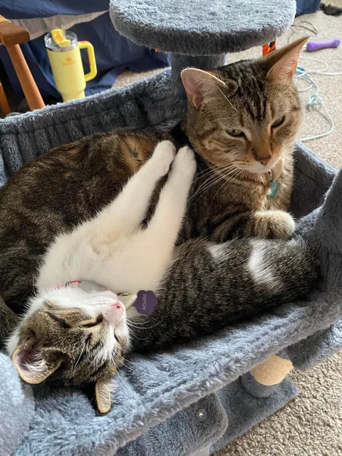 My big boy cat bonded with his new little sister immediately