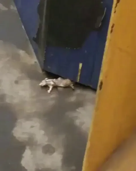 Enormous rat in the NY Subway