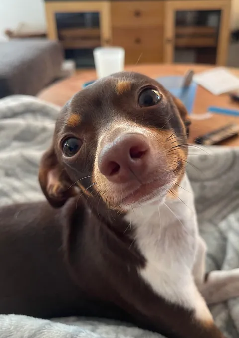 *Technically* Beans is a meerkat, and she only has 2 brain cells, but she’s real sweet so we decided to keep her