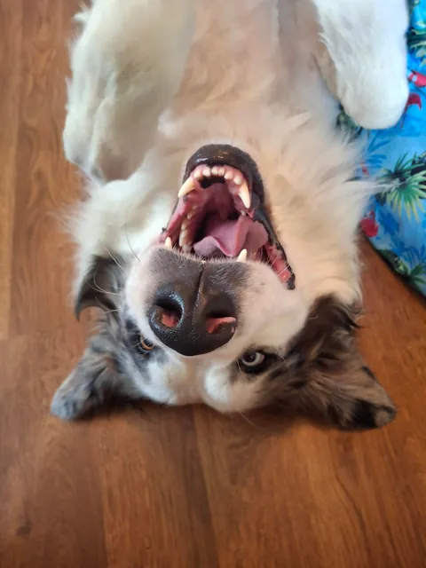 Current foster dog has gone from terrified of EVERYTHING to the derpiest of derps.