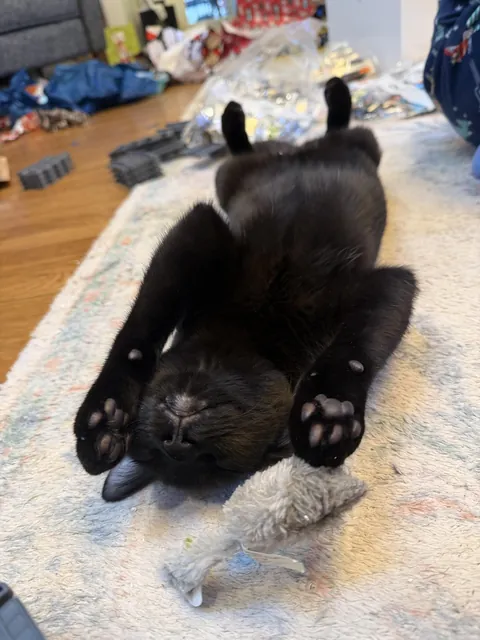 Wiped out after his first Christmas morning with lots of presents opened