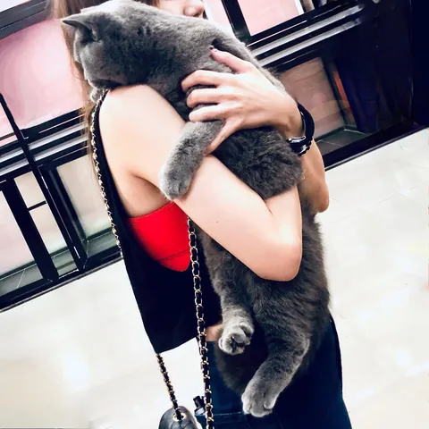 7 years ago, I wasn’t even a cat person. Then a gray fluffball hugged me and refused to let go. The rest is history.