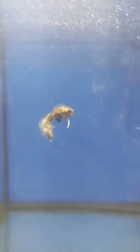 Dude I think I found a zombie?