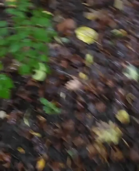 Raindrops trigger puffball mushrooms to "smoke" by blasting clouds of millions of spores into the air.
