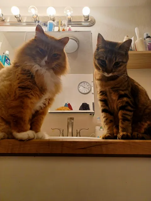 I was just on Reddit looking at pictures of other people's cats when I looked up and...