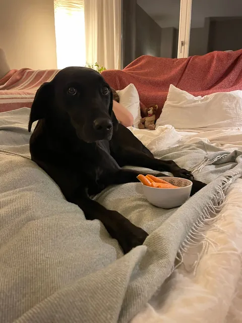 My sister hosted a sleepover with our dog