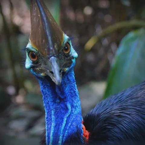 🔥Cassowary Bird of Intimidation