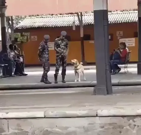 The dog got permission to act like a normal dog for 30 seconds while he was on duty.

This is called the happiness that freedom feels ...