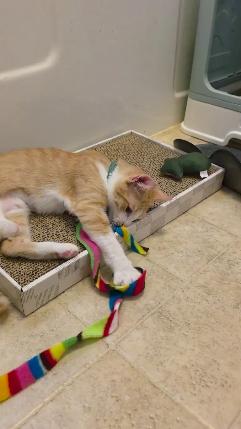 Meet Luna littlefoot we just adopted her today.