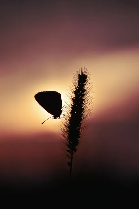 Silhouette Photography project