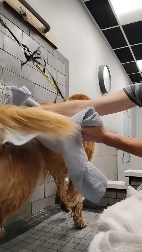 On this episode of "Derping at the groomers" is......The Golden Retriever (noise warning)