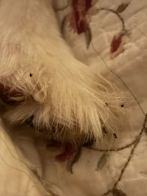 My dog went outside to pee, dug up an ant hill, then promptly got back in my bed