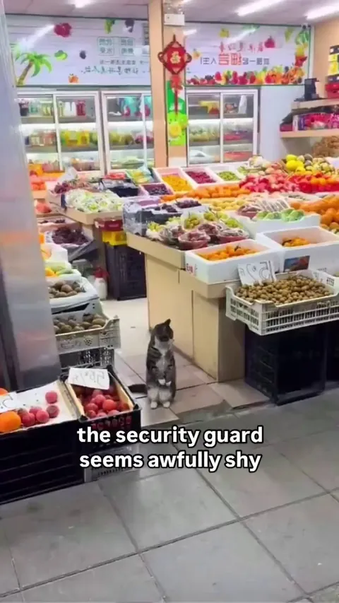 Kitty Security