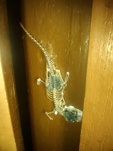 Remains of a lizard unfortunate enough to tread near the hinges of one of our doors