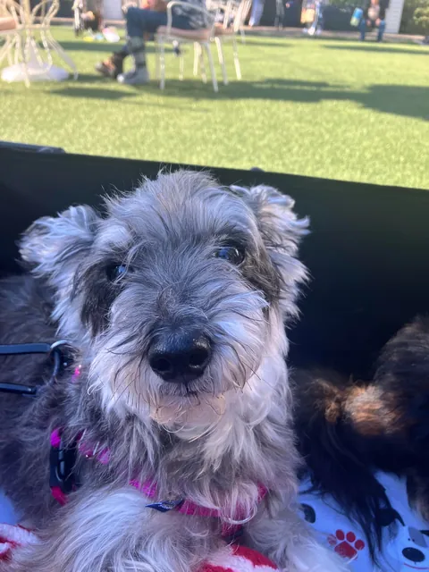 Decided it was time to add to our family. So we adopted this rare 13 year old pupper