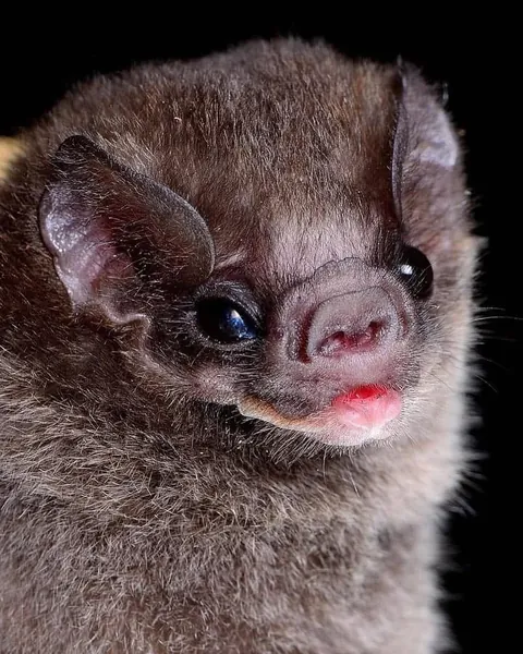 🔥Bats come in different sizes and shapes 🔥
