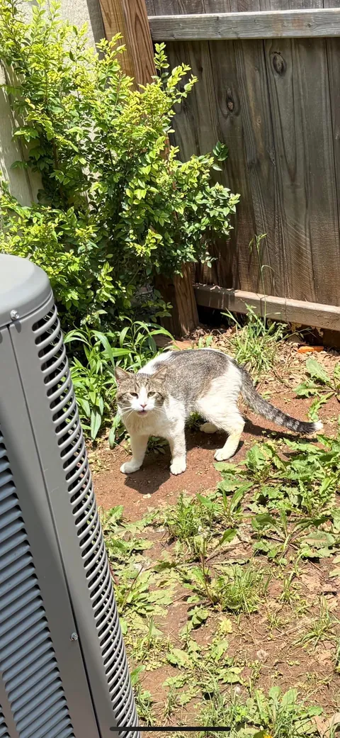 Slowly adopted by a stray