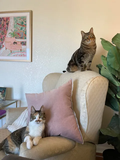 Got my boy a little sister. I think they’re happy together ❤️