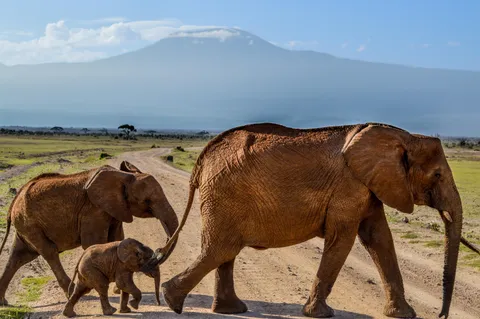 Ran into a roadblock on the way to Mt. Kilimanjaro [OC]