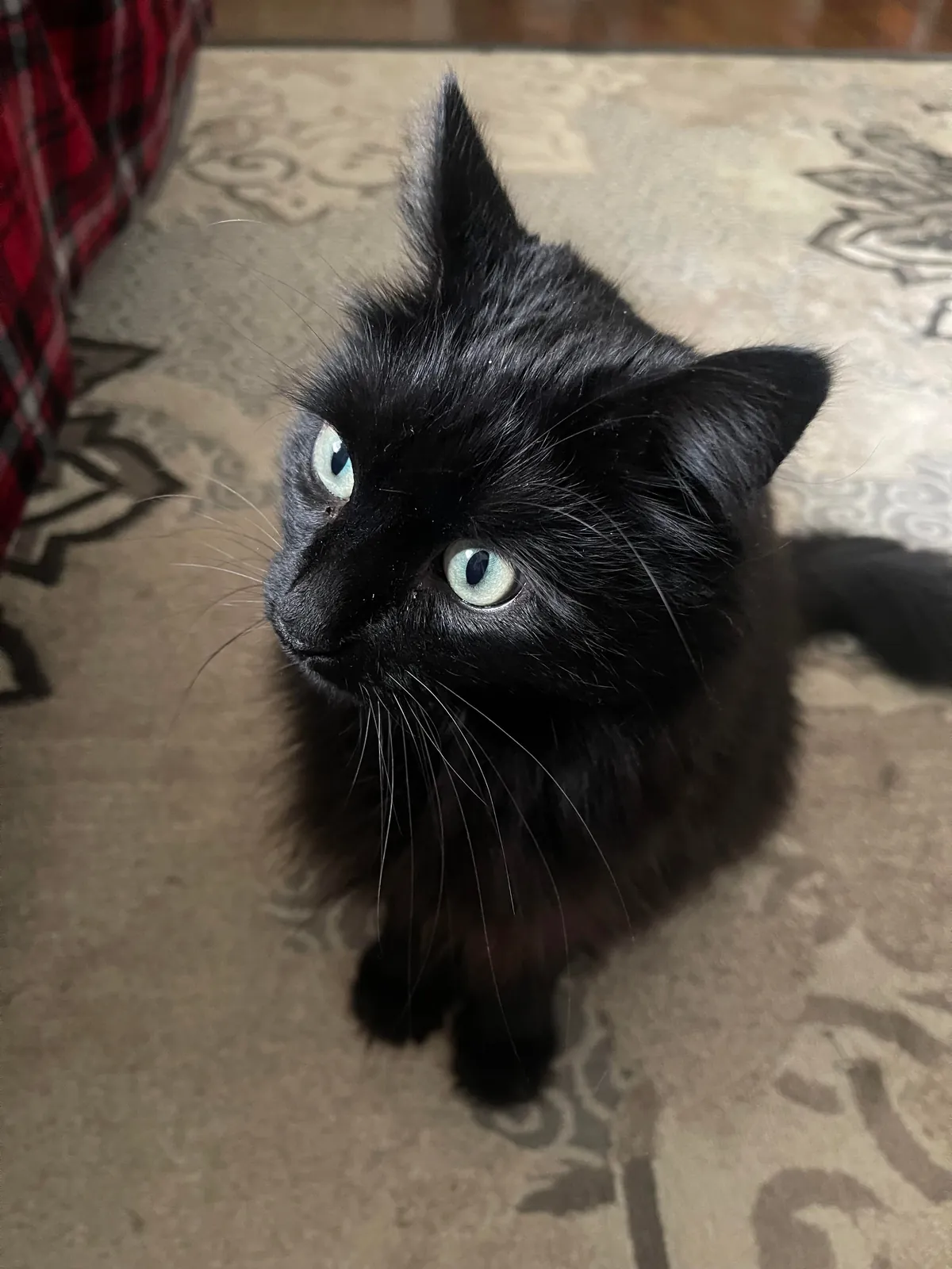 He appeared on Halloween—the night we got engaged. We didn’t choose him. He chose us.