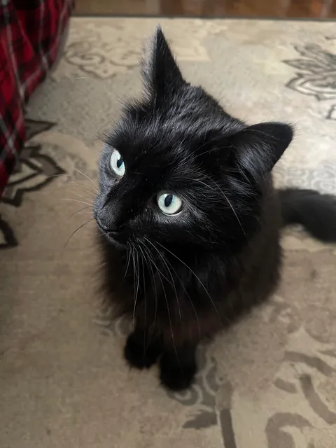 He appeared on Halloween—the night we got engaged. We didn’t choose him. He chose us.