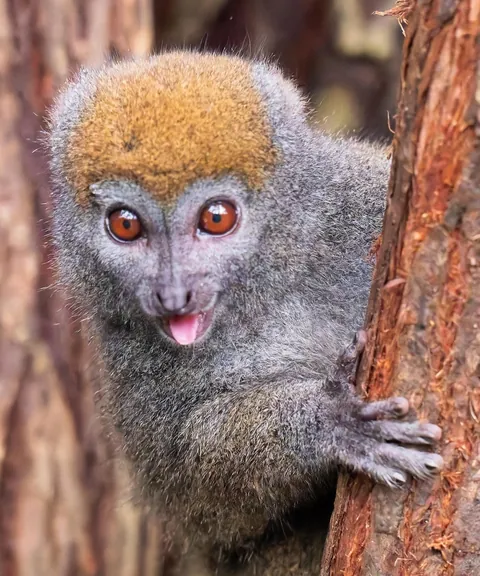 Madagascar : a dying Eden.  It needs you.