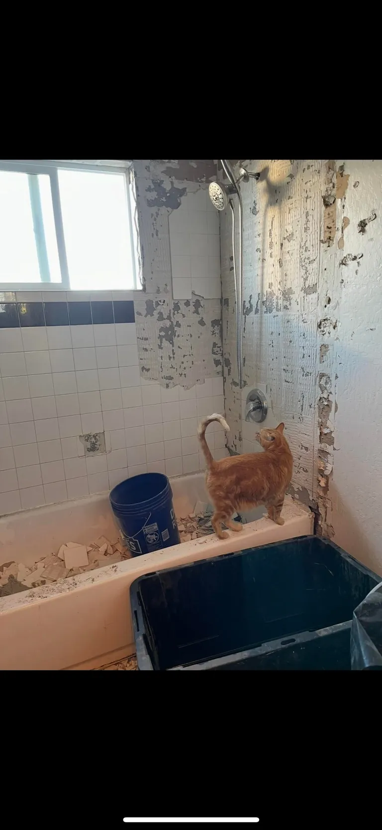 My husband and his cat remodeled our bathroom. He’s a tough foreman (the cat)