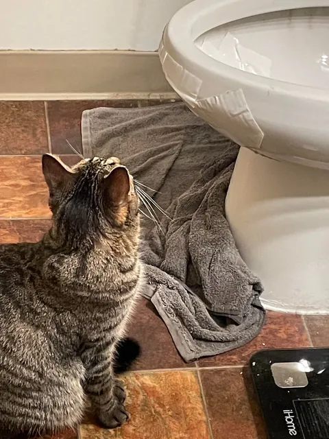 A bottle fell off the shelf and broke straight through our toilet bowl last night