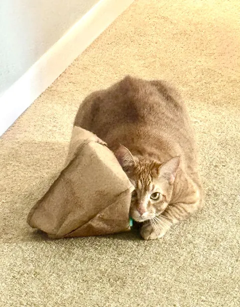 Shhh….he’s “hiding”