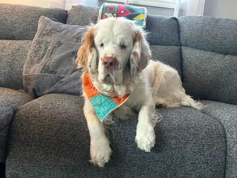 HAPPY BIRTHDAY HELGA! Today our sweet girl turns 6! 💕