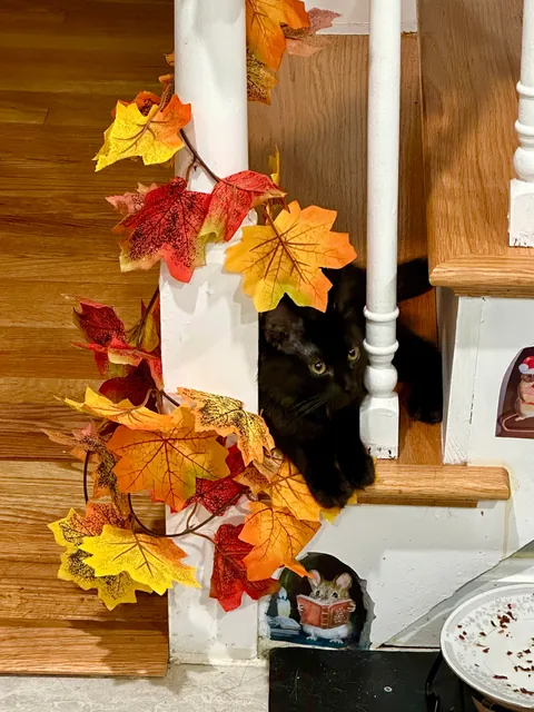 Happy 1st Birthday Lucky!