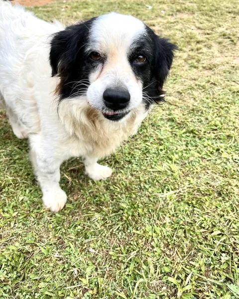 The old dog I adopted